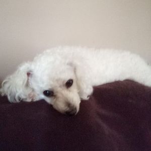 Meet your Posher, Darla